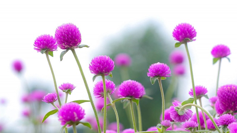 Caring for Globe Amaranth