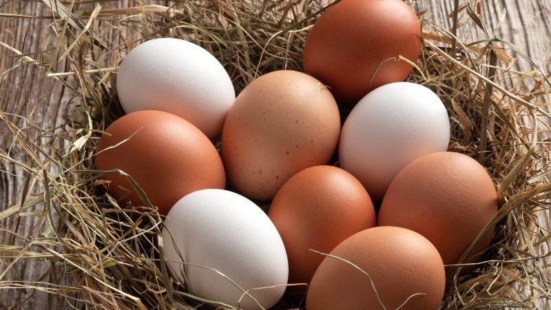 Giá trứng gà hôm nay ngày 12/08 Giá trứng gà hôm nay ngày 12/08