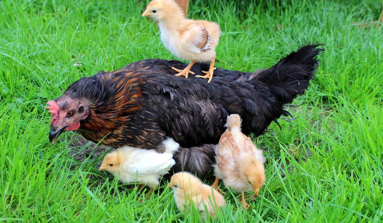 Giá gia cầm hôm nay 12/08/2024: Đầu tuần không đổi