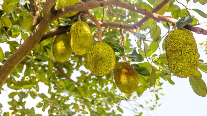 Nên cho mít Thái ra trái đồng loạt hay cho trái chuyền? Nên cho mít Thái ra trái đồng loạt hay cho trái chuyền?