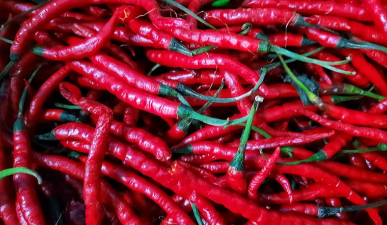 Giá ớt hôm nay 13/08/2024: Tạm giống như hôm qua