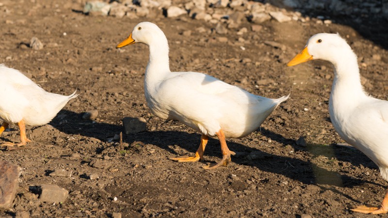 Giá vịt hôm nay ngày 14/08 Giá vịt hôm nay ngày 14/08