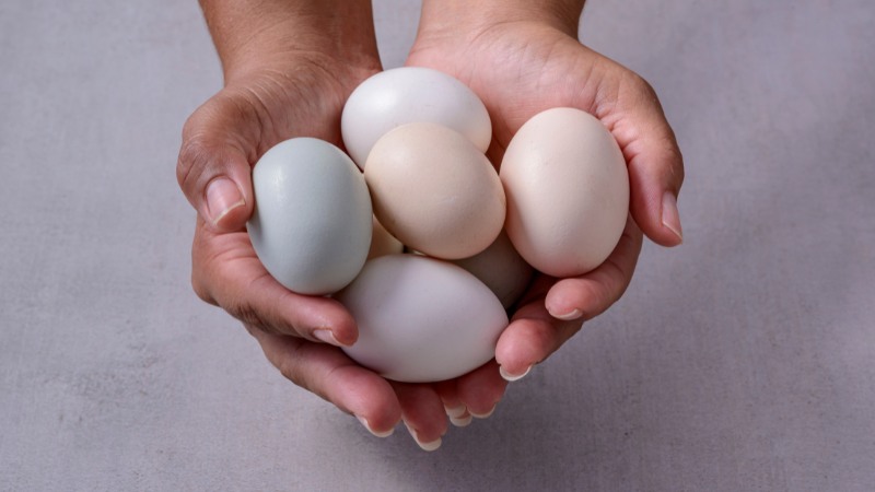 Giá trứng gà hôm nay ngày 14/08 Giá trứng gà hôm nay ngày 14/08