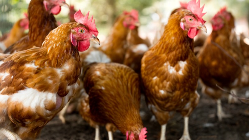 Giá gà hôm nay ngày 14/08 Giá gà hôm nay ngày 14/08