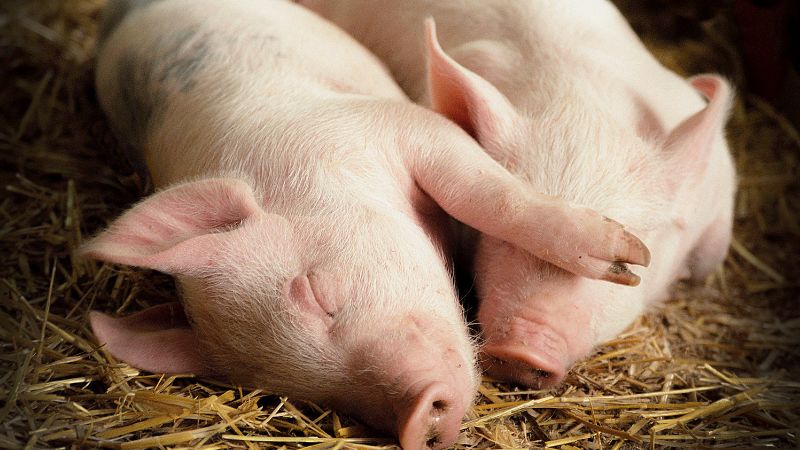 Giá heo hơi hôm nay 14/08 tại miền Trung, Tây Nguyên