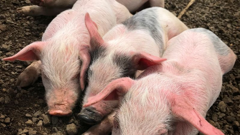 Giá heo hơi hôm nay 14/08 tại miền Nam