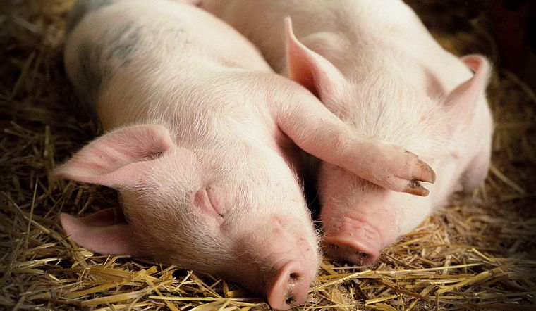 Giá heo hơi hôm nay 14/08: Giữ giá ổn định