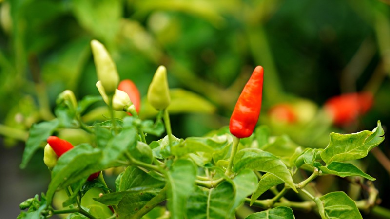 Giá ớt hôm nay 14/08/2024