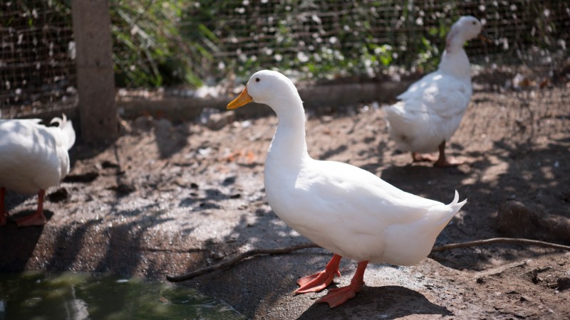 Giá vịt hôm nay ngày 15/08 Giá vịt hôm nay ngày 15/08