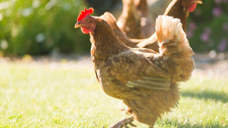 Giá gà hôm nay ngày 15/08 Giá gà hôm nay ngày 15/08