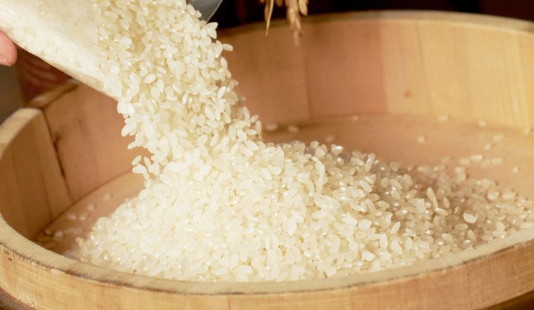 Giá lúa gạo hôm nay 15/8/2024: Không thay đổi