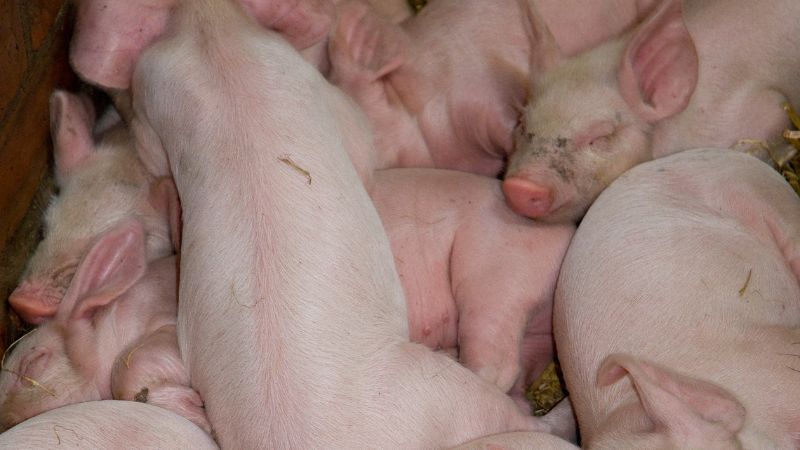 Giá heo hơi hôm nay 15/08 tại miền Bắc