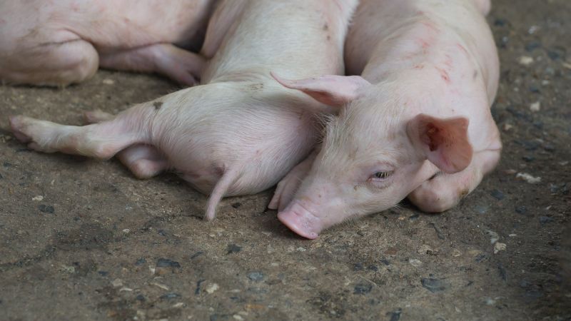 Giá heo hơi hôm nay 15/08 tại miền Trung, Tây Nguyên