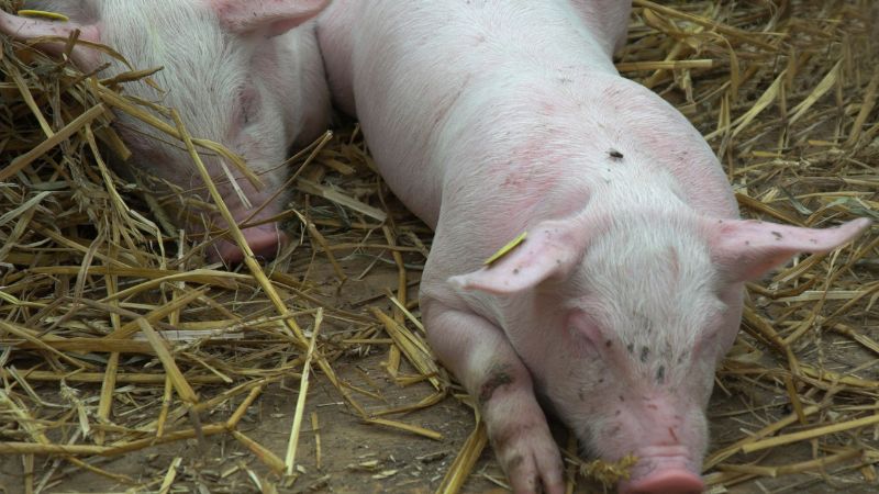 Giá heo hơi hôm nay 15/08 tại miền Nam