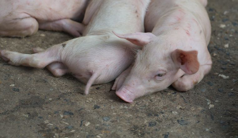 Giá heo hơi hôm nay 15/08: Tiếp tục đi ngang