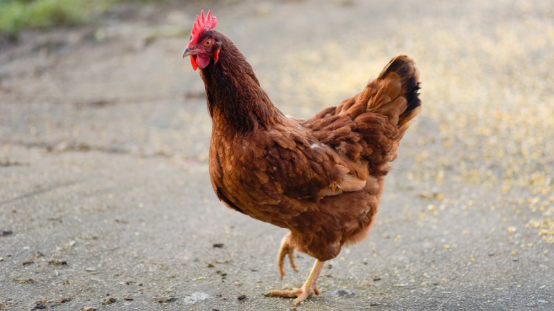 Giá gà hôm nay ngày 16/08 Giá gà hôm nay ngày 16/08