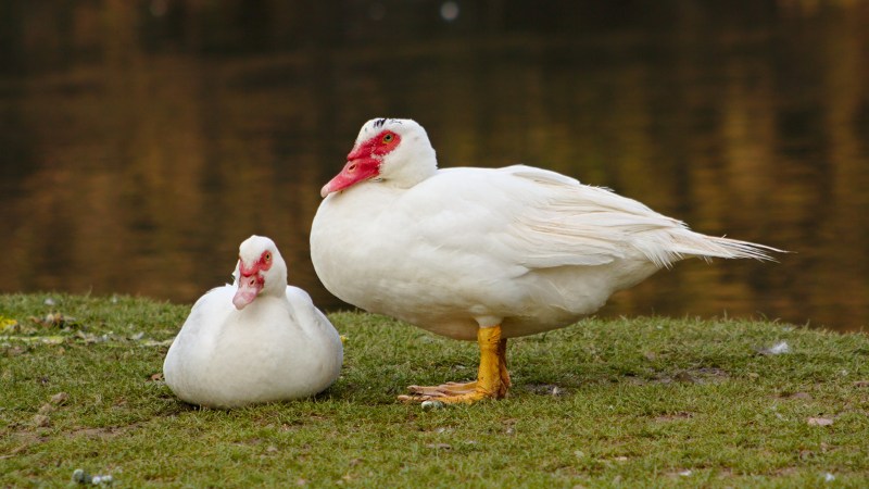 Giá vịt hôm nay ngày 16/08 Giá vịt hôm nay ngày 16/08