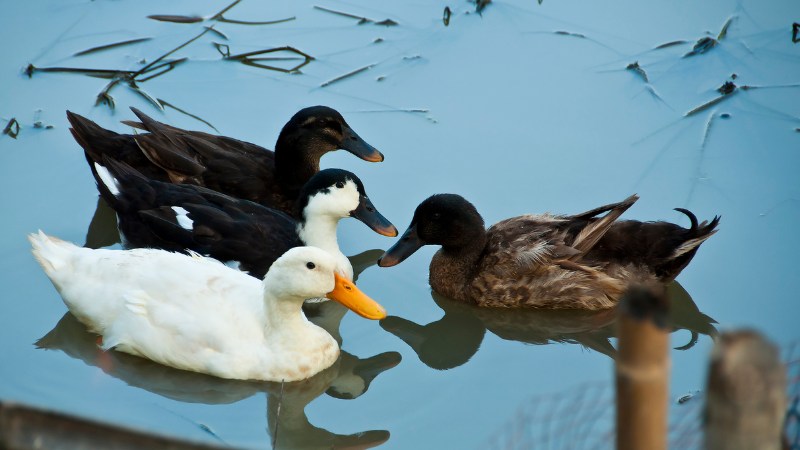 Giá vịt hôm nay ngày 17/08 Giá vịt hôm nay ngày 17/08