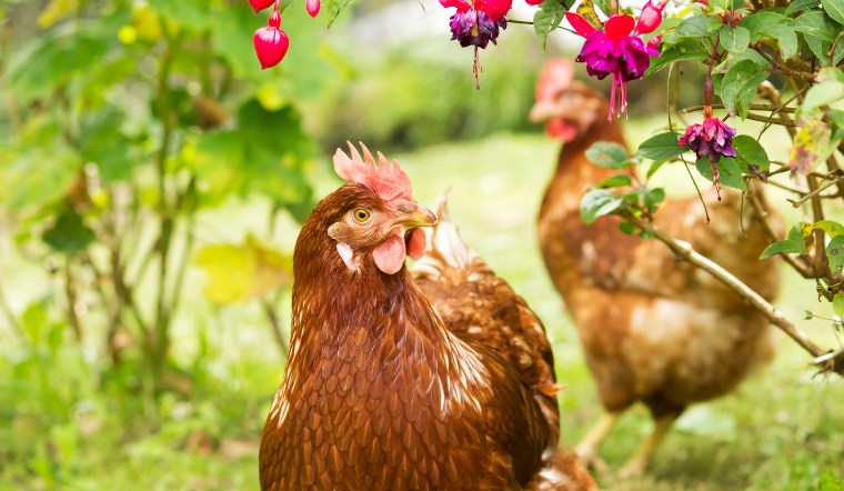 Giá gia cầm hôm nay 17/08/2024: Yên ắng cuối tuần