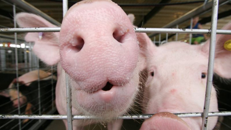 Giá heo hơi hôm nay 17/08 tại miền Bắc