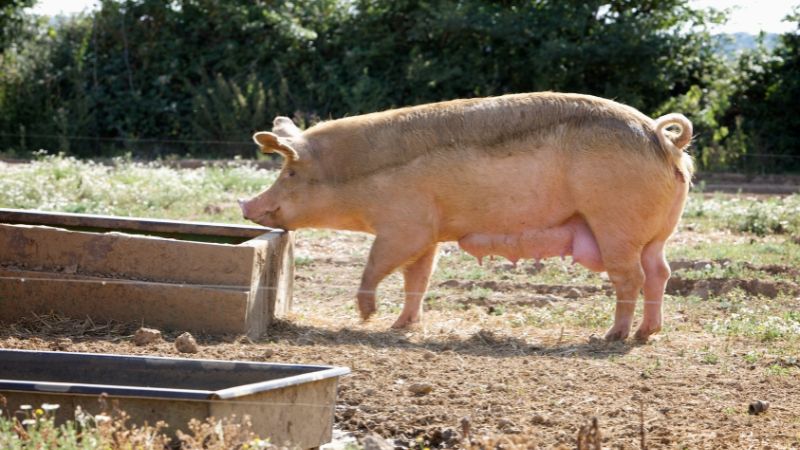 Giá heo hơi hôm nay 17/08 tại miền Trung, Tây Nguyên