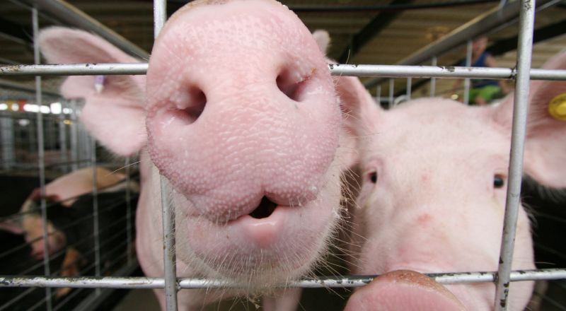 Giá heo hơi hôm nay 17/08: Không có biến động mới