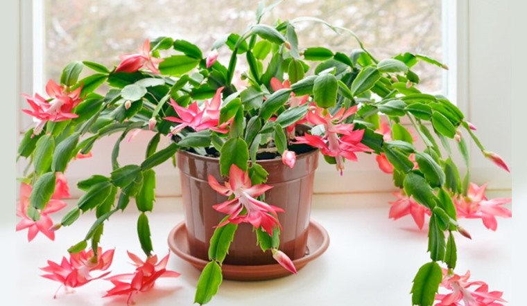 Hoa tiểu quỳnh (Lan càng cua): Đặc điểm, cách trồng và chăm sóc