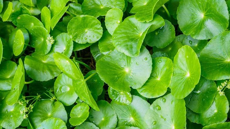 Mặt nạ tinh chất rau má có tác dụng gì?