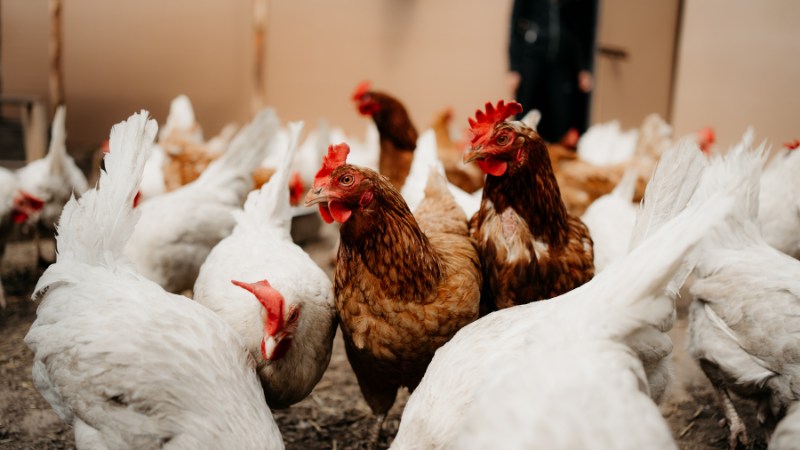 Giá gà hôm nay ngày 19/08 Giá gà hôm nay ngày 19/08