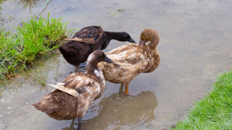 Giá vịt hôm nay ngày 19/08 Giá vịt hôm nay ngày 19/08