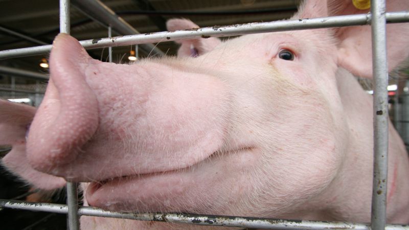 Giá heo hơi hôm nay 19/08 tại miền Bắc