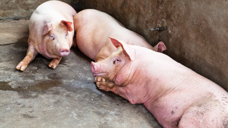 Giá heo hơi hôm nay 19/08 tại miền Trung, Tây Nguyên