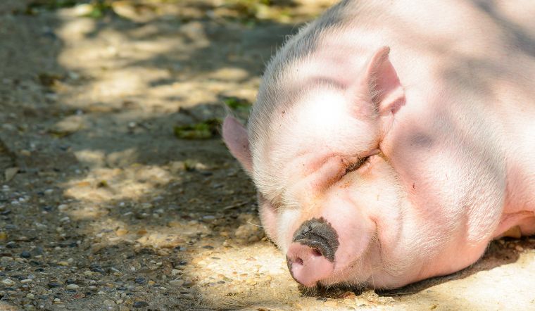 Giá heo hơi hôm nay 19/08: Tiếp tục ổn định đầu tuần