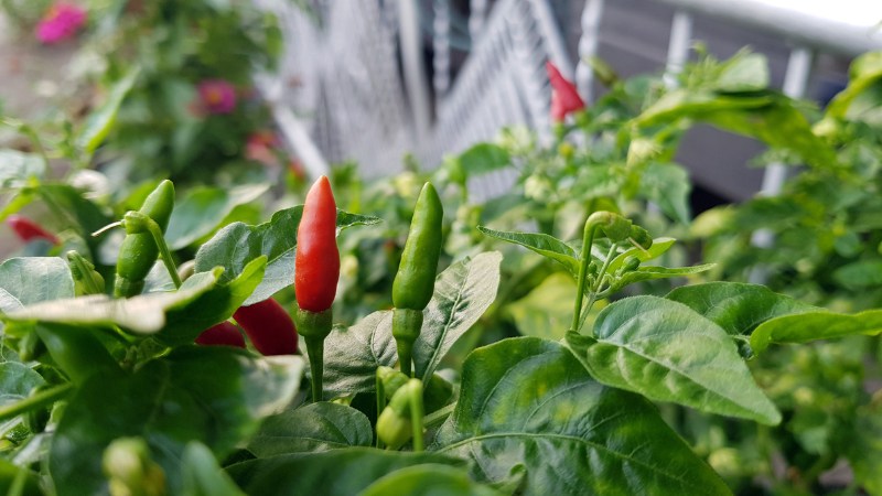 Giá ớt hôm nay 19/08/2024 cập nhật mới nhất