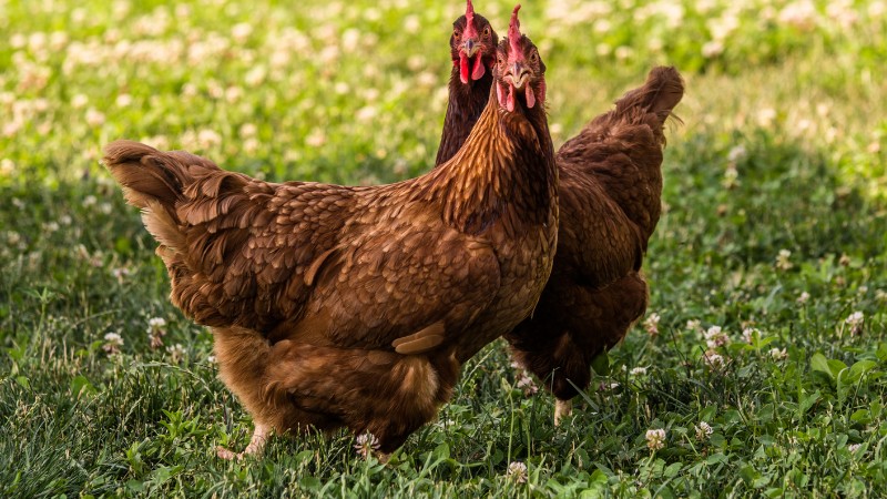 Giá gà hôm nay ngày 20/08