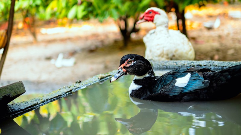 Giá vịt hôm nay ngày 20/08