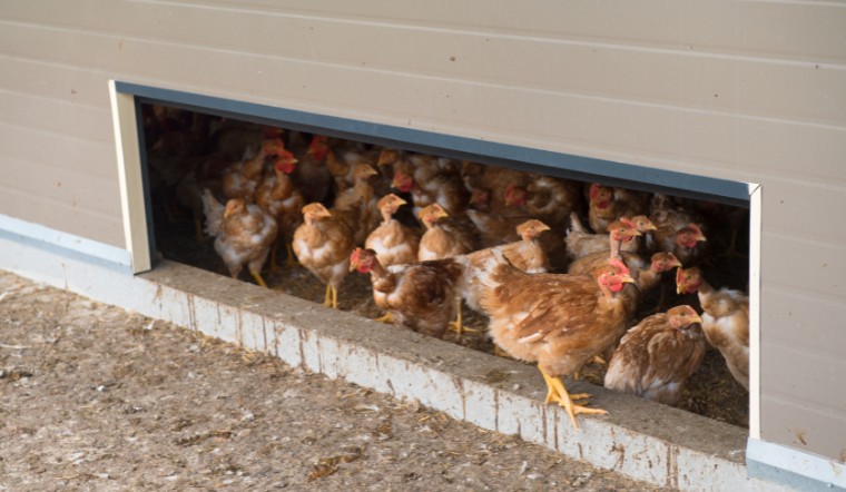 Giá gia cầm hôm nay 20/08/2024: Vịt miền Bắc tăng nhẹ, miền Nam giảm