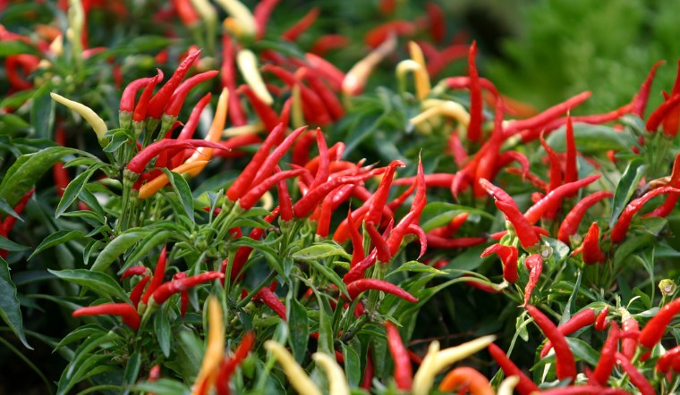 Giá ớt hôm nay 20/08/2024: Tăng thêm 1.000 - 2.000 đồng/kg