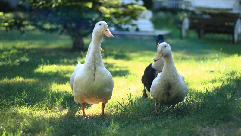 Giá vịt hôm nay ngày 21/08 Giá vịt hôm nay ngày 21/08