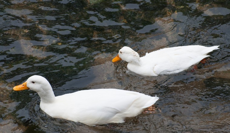 Giá gia cầm hôm nay 21/08/2024: Vịt Cần Thơ tăng 3.000 VNĐ/kg