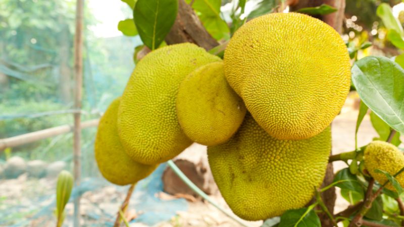 Rải vôi trong vườn mít Thái để làm gì? Rải vôi trong vườn mít Thái để làm gì?
