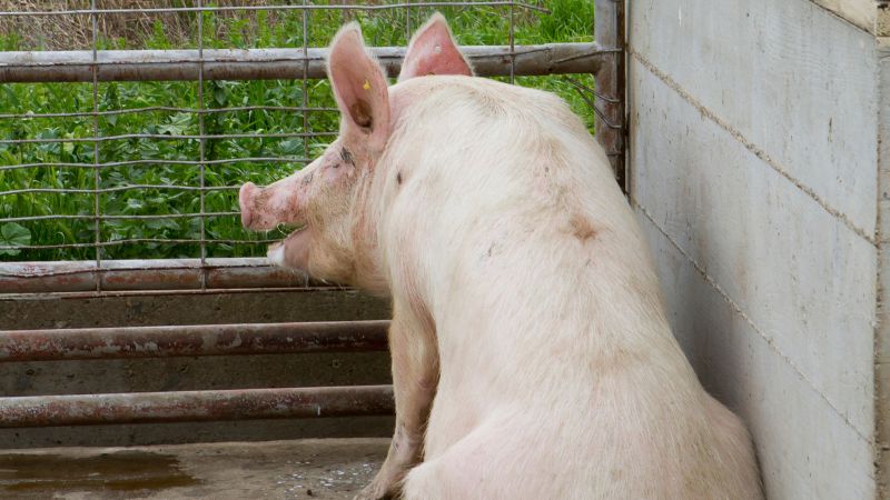 Giá heo hơi hôm nay 22/08 tại miền Trung, Tây Nguyên