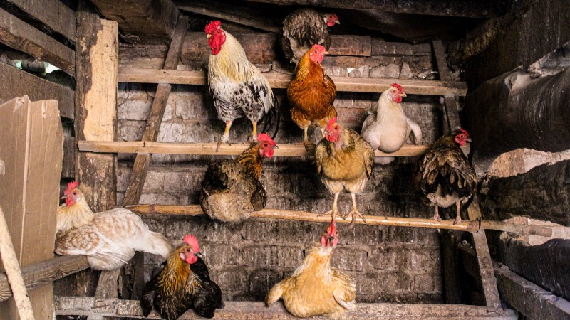 Giá gà hôm nay ngày 22/08