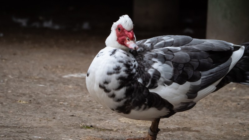 Giá vịt hôm nay ngày 22/08