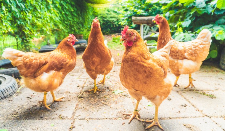 Giá gia cầm hôm nay 22/08/2024: Đứng yên so với hôm qua