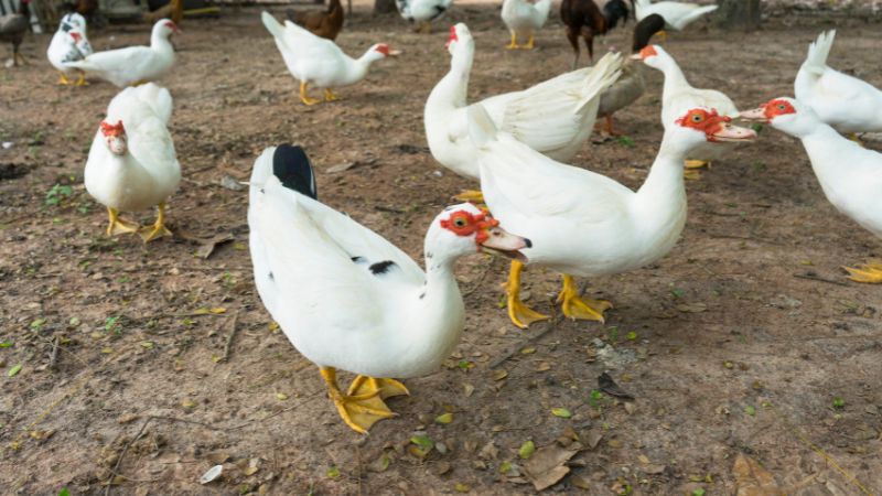 Giá vịt hôm nay ngày 23/08