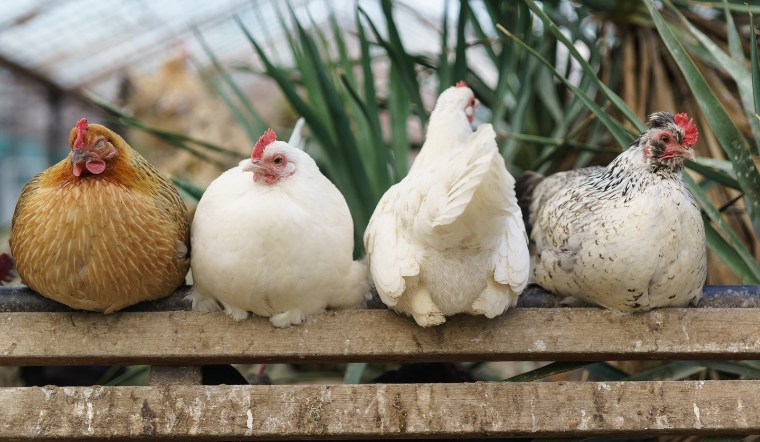 Giá gia cầm hôm nay 23/08/2024: Thêm 1 ngày không đổi