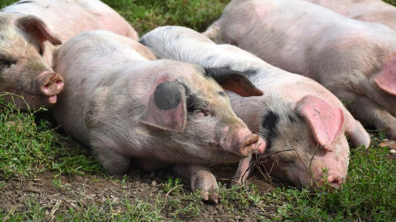 Giá heo hơi hôm nay 23/08 tại miền Bắc