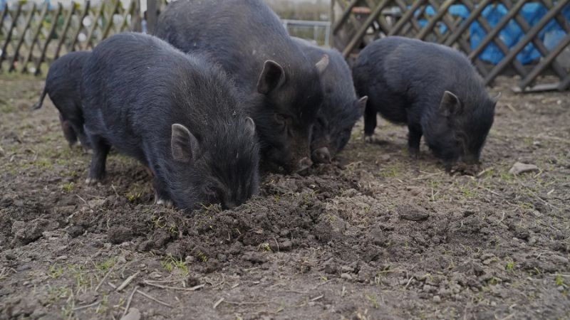 Giá heo hơi hôm nay 23/08 tại miền Trung, Tây Nguyên