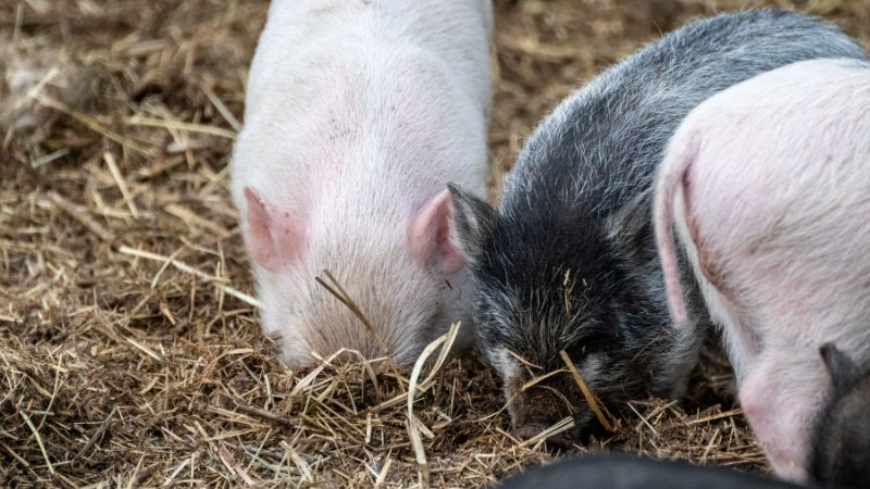 Giá heo hơi hôm nay 23/08 tại miền Nam